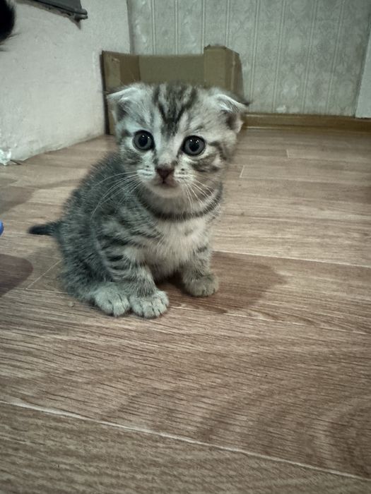 Продам шотландских котят