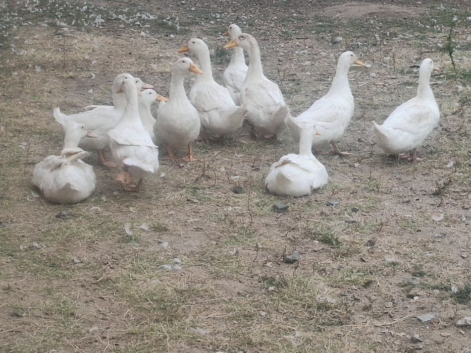 Продам домашних уток