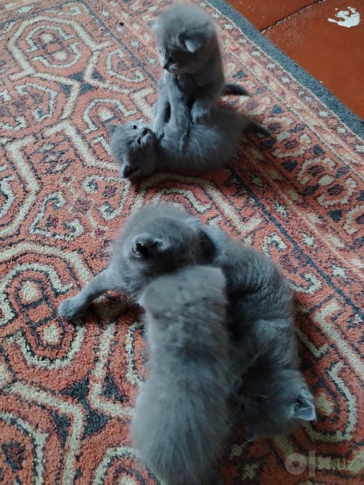zotdor mushukchalar sotuvda