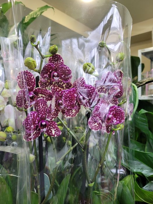 Орхидеи. Фаленопсис