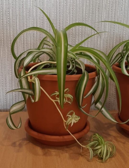 Продам комнатные растения.