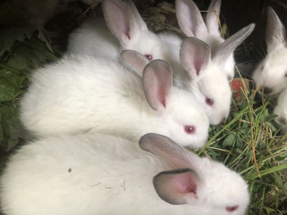 Iepuri californieni femele si masculi