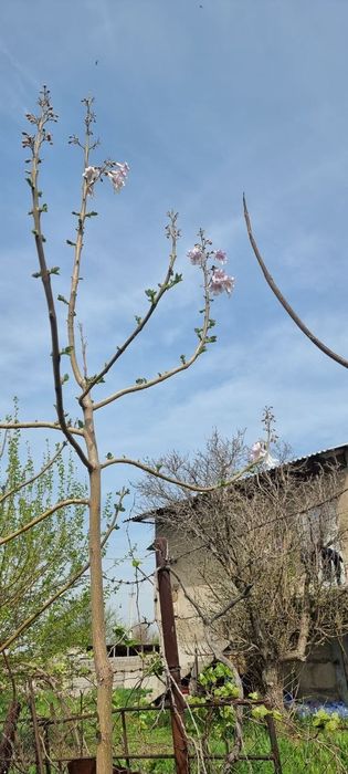 Продаются саженцы повлония