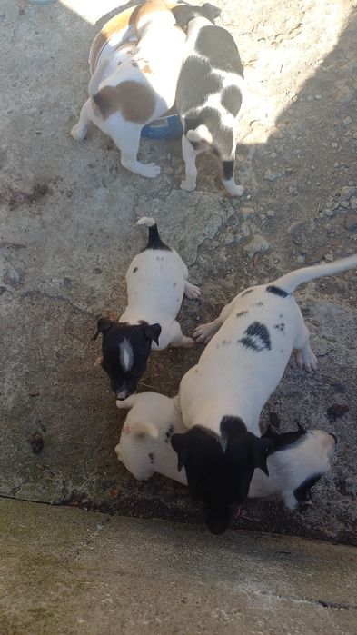 Catei jack russel