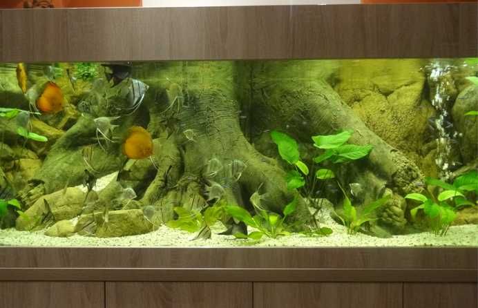 Аквариум за риби