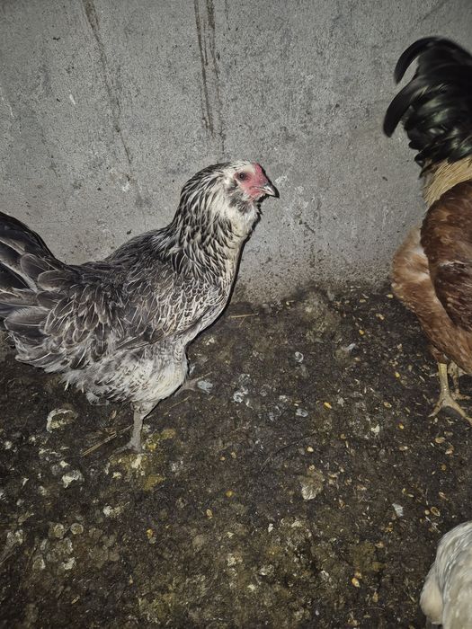 Vand oua pentru incubat din rasa ameraucana