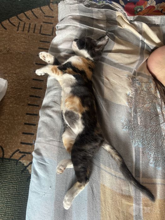 Котёнок в хорошую семью