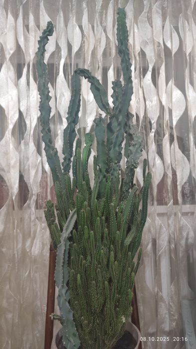 Кактус домашний .