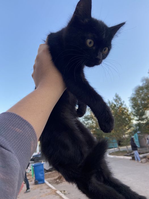 отдам даром котенка.