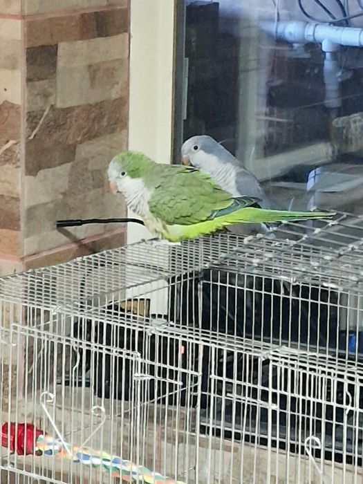 Papagal pui călugăr