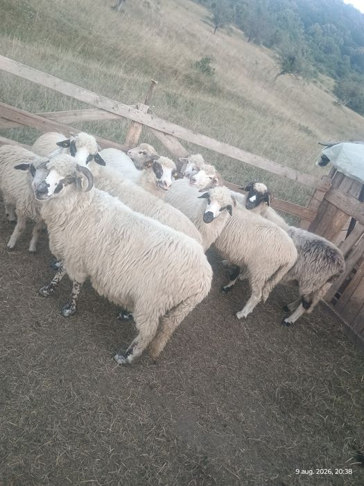 7 oi și 3 miei de vânzare