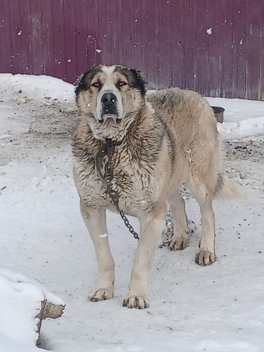 Продам красивых щенят