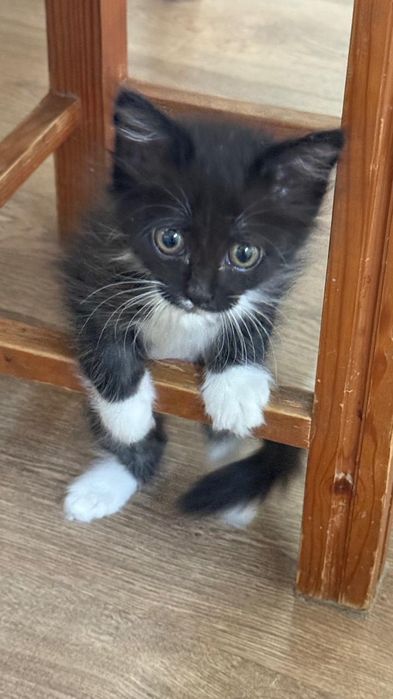 Котенок девочка отдам