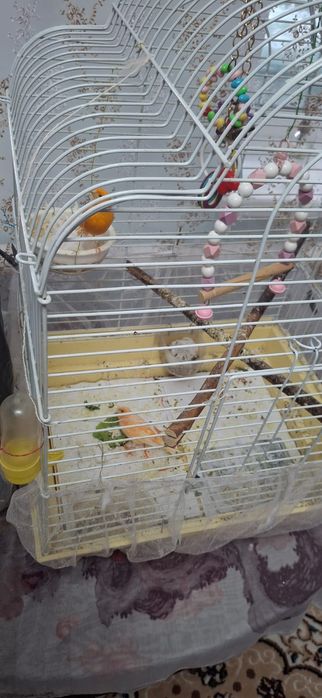 Поющие конарейки семья