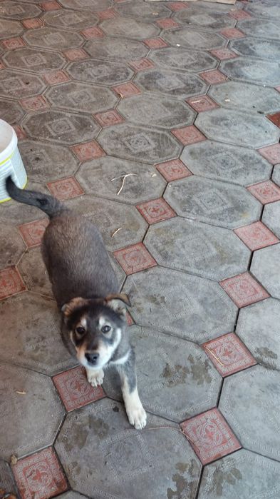 Щенок в добрые руки.