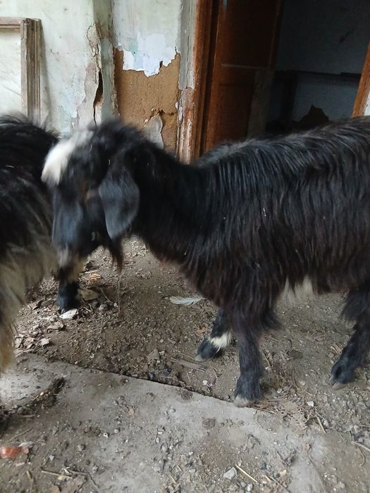 Ешки и Серке сатылады