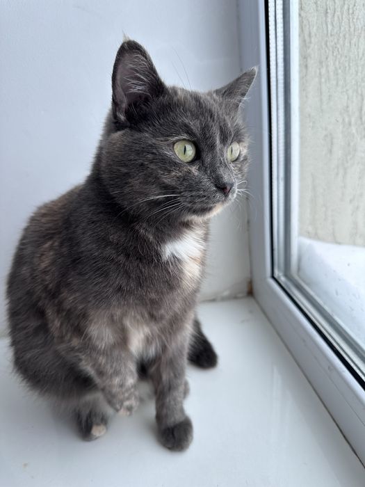 Отдам молодую кошечку