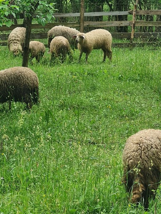 Vând 20 de miei pentru crescut sau sacrificat