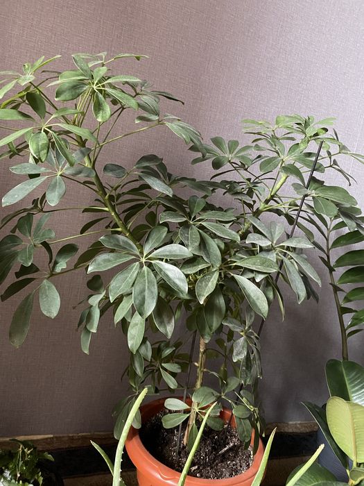 Шефлера.  Комнатное растение