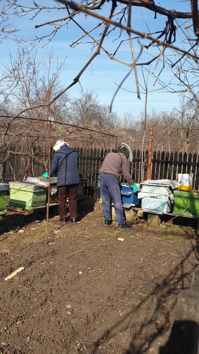 Stupi cu albine de vanzare in Sacuieni/DB