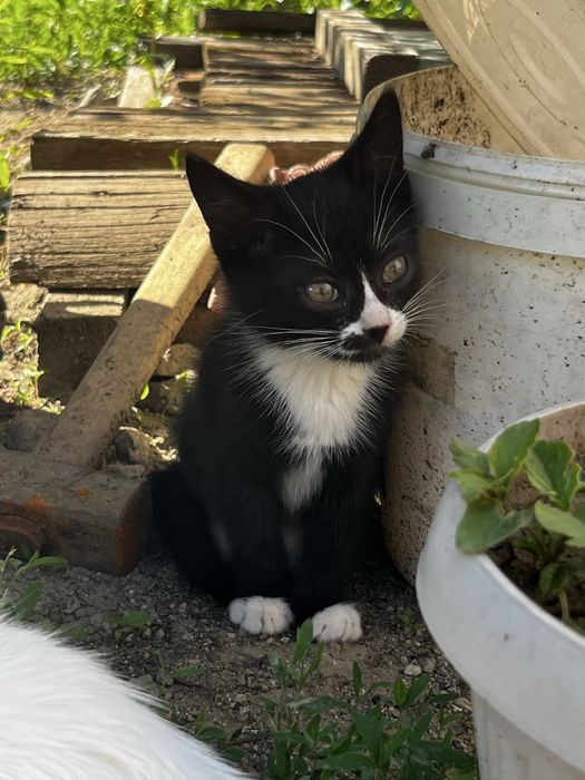 Котята в добрые руки!!
