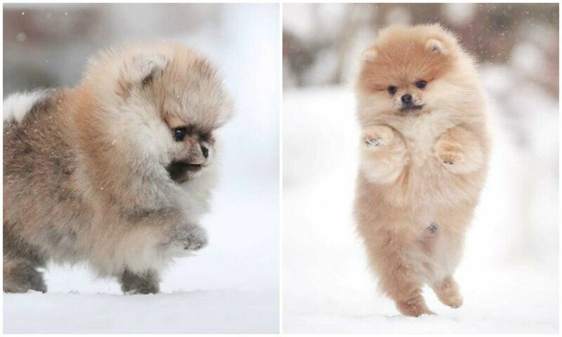 Померанский шпиц, помиранский, 1,5 мес