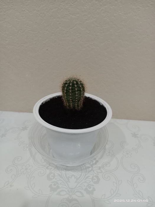 Комнатные цветы.Кактус в стаканчике.