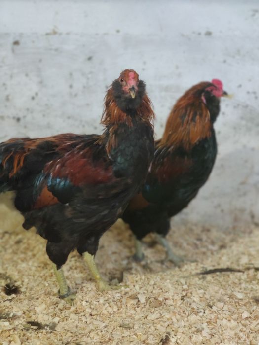 Cocosi Araucana  Tineret