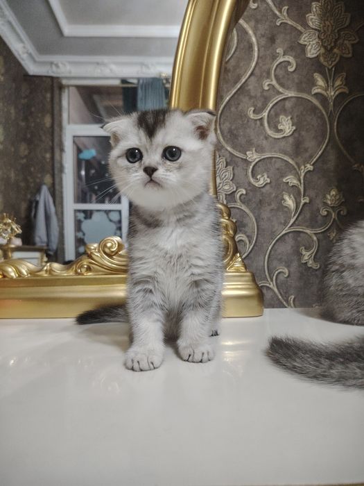 серебристая шиншилла 45 кунлик тоза зот