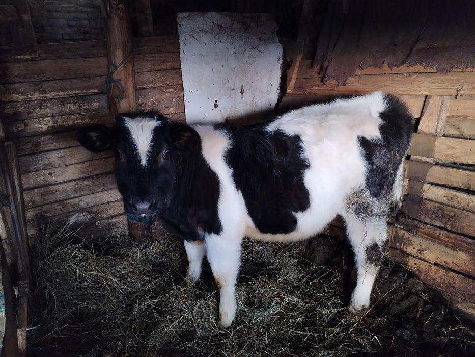 Vând         Vițel