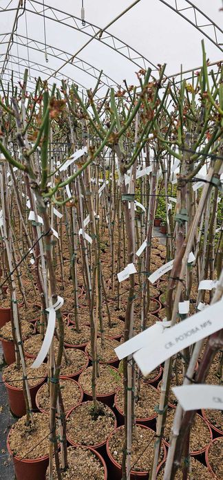 Щамбова роза (Роза Дръвче)