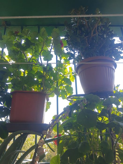 Мебел,Цветарник за дома.НАМАЛЕНИЕ 199лв