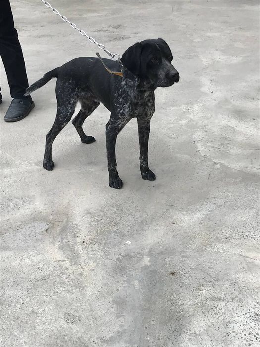 собака  пародия кличка рекис