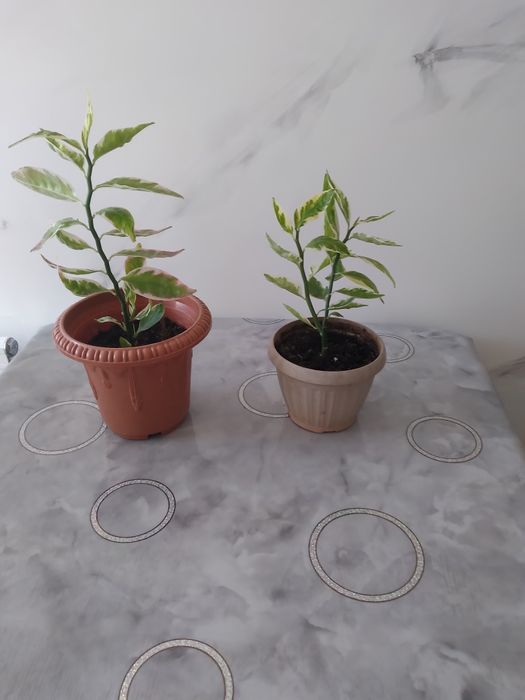 Продам комнатный цветок педилантус⁹