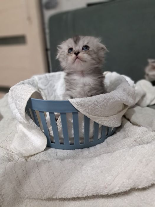Продам котят шотладских