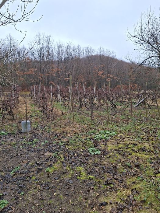 Vând casă cu teren intravilan