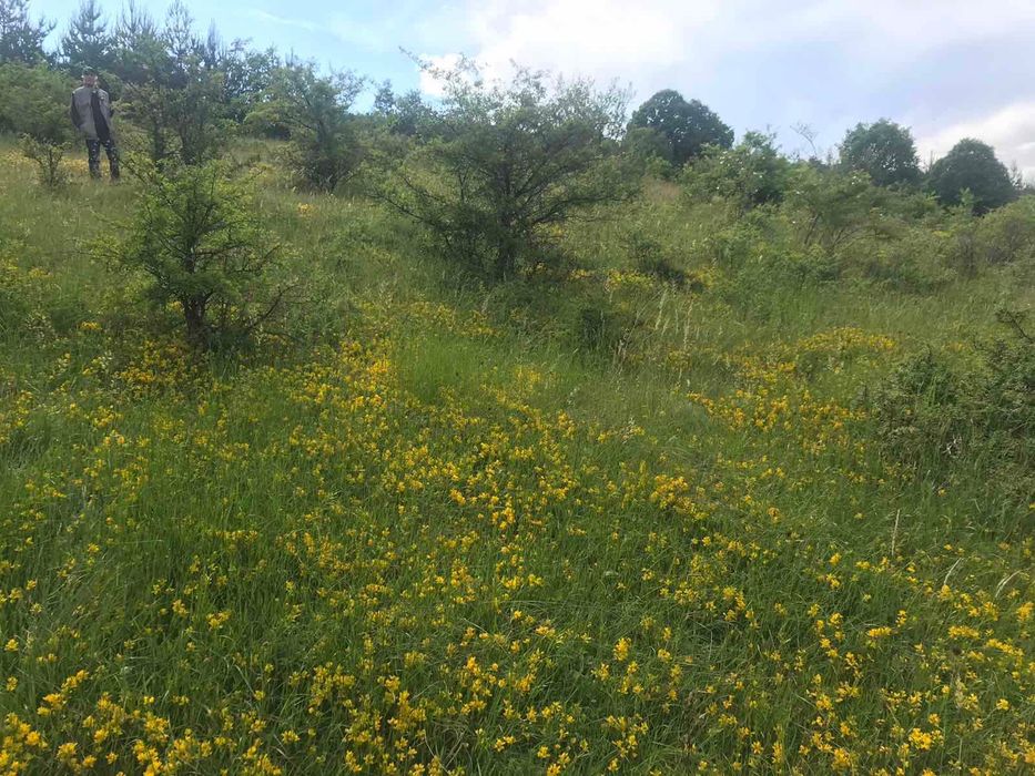 Продава се Земеделски имот в с. Боснек, Област Перник -  кв.м за 2000 €/дка - Снимка #3