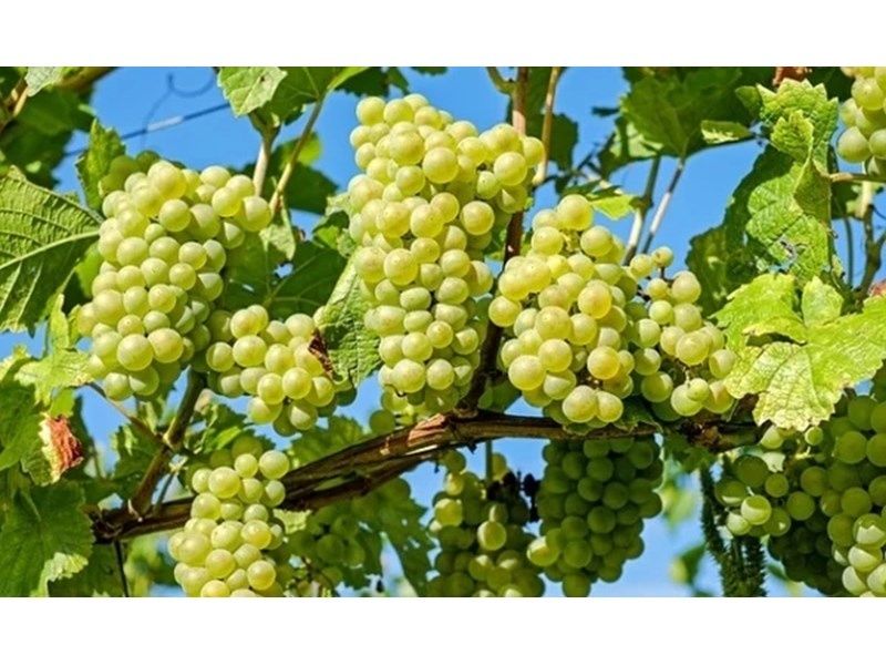 Бране,Рязане на асми ,лозя и овошки, пръскане .