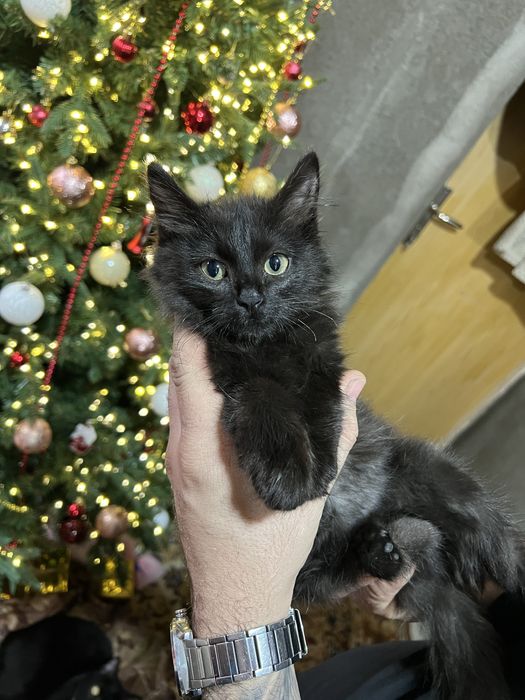 Котёнок в хорошие руки