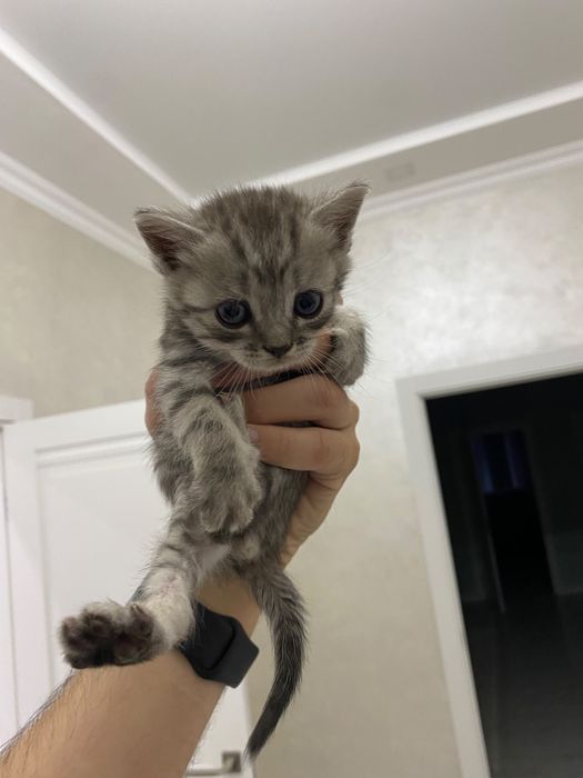 Шотландский прямоухий