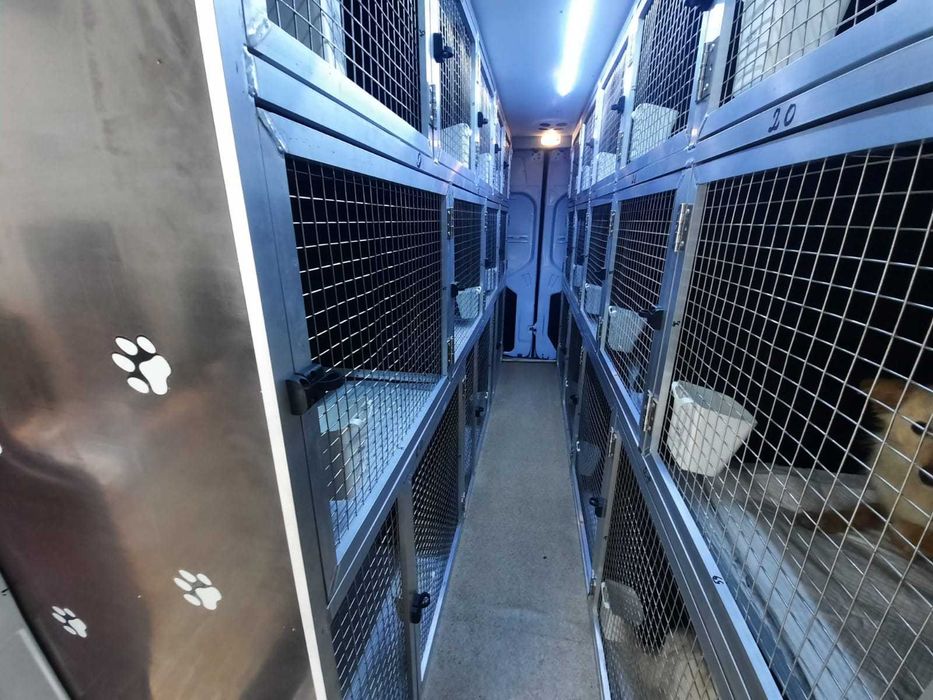 Montam.custi de caini in Dube