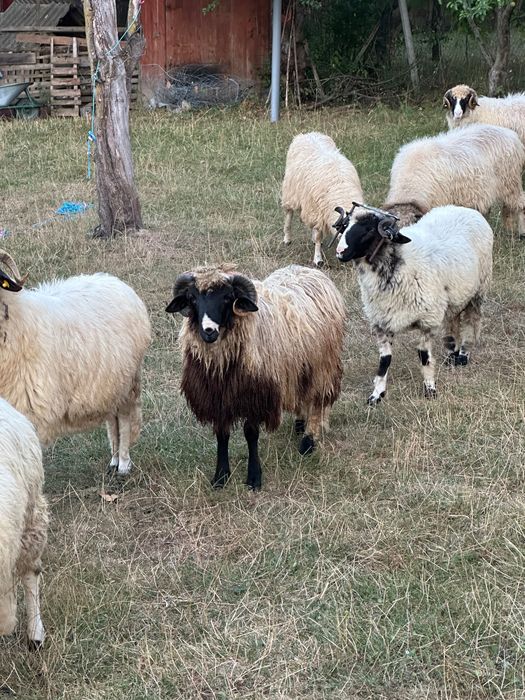 2 berbecuți disponibili