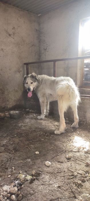 Продам кобеля алабай молодой полтора года
