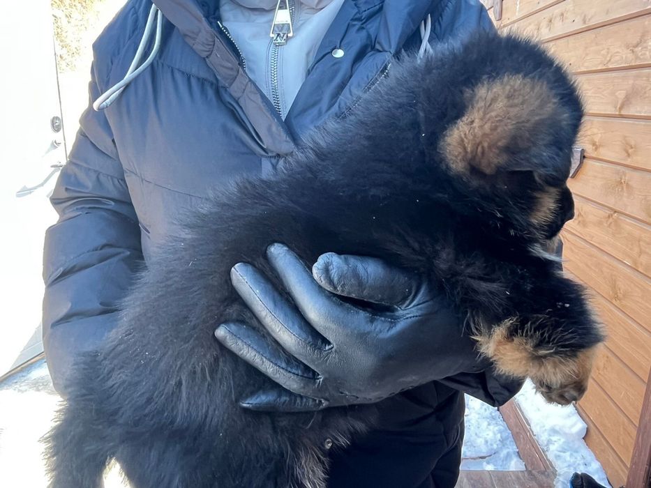 Щенок немецкой овчарки