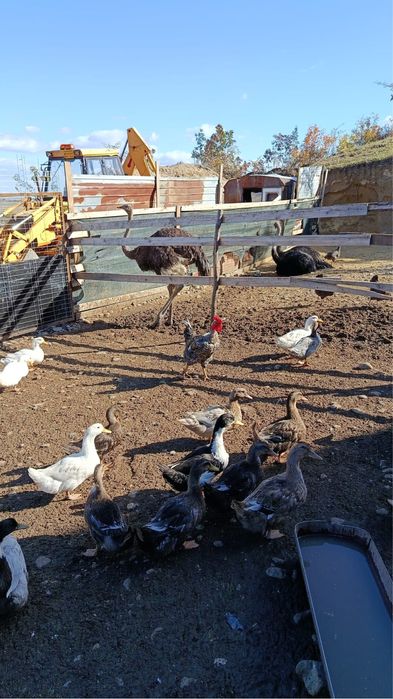 Vând rate si bibilici