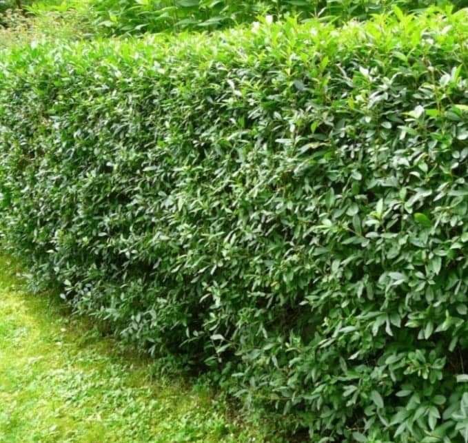 Ligustrum vulgare lemn cainesc