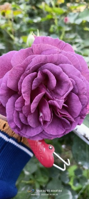 Штамповый атиргуллар дехкончилик