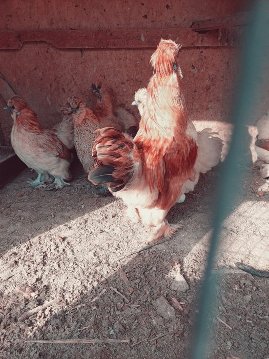 Yaponcha tuxumlari bor