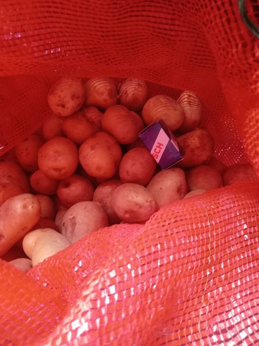 Картофель продам