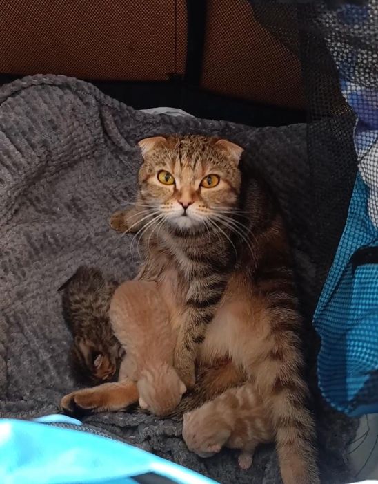 Шотландские котята